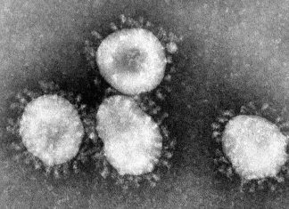 BC州内で新型コロナ変異株カナダ初の症例見つかる Coronaviruses