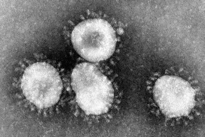 Coronaviruses