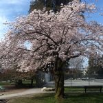 「春の日」 ~投稿千景~