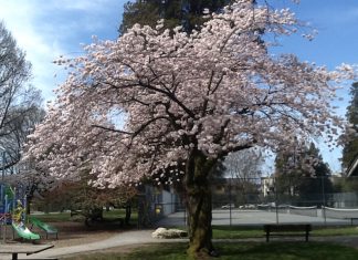 「春の日」 ~投稿千景~