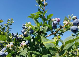 今が旬、ブルーベリーピッキングに出かけよう ジューシーで美味しい、大粒のブルーベリー。 Photo by Keiko Nishikawa