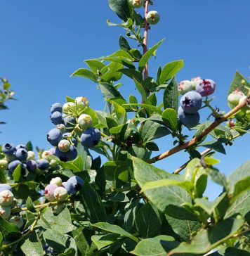 今が旬、ブルーベリーピッキングに出かけよう ジューシーで美味しい、大粒のブルーベリー。 Photo by Keiko Nishikawa