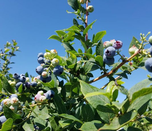 新鮮な旬の味覚を楽しもう! ベリーピッキングの季節到来!! ジューシーで美味しい、大粒のブルーベリー。 Photo by Keiko Nishikawa