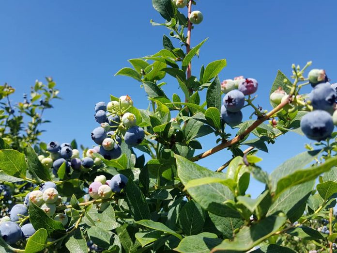 ジューシーで美味しい、大粒のブルーベリー。 Photo by Keiko Nishikawa