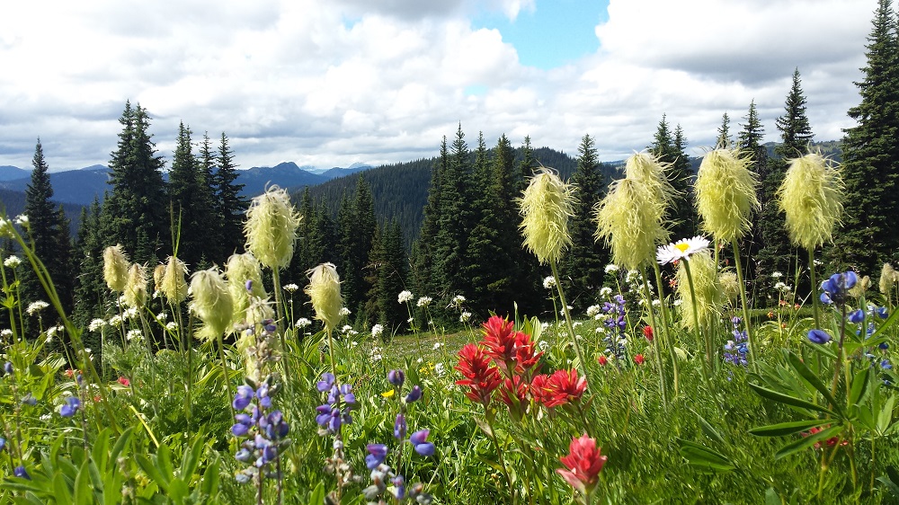 夏のマニングパークは高山植物が美しい。 Photo by Keiko Nishikawa