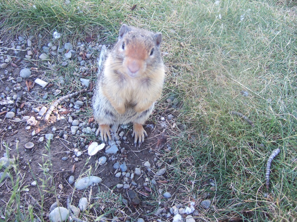 穴を掘ってクラスリス科の動物、ジリス。 Photo by Keiko Nishikawa