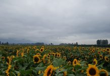 鮮やかな黄色の絨毯! チリワック・サンフラワー・フェスティバル チリワック・サンフラワー・フェスティバルのヒマワリPhoto by Keiko Nishikawa