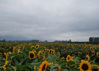 今年もヒマワリに会いにチリワック・サンフラワー・フェスティバルに出かけよう チリワック・サンフラワー・フェスティバルのヒマワリPhoto by Keiko Nishikawa