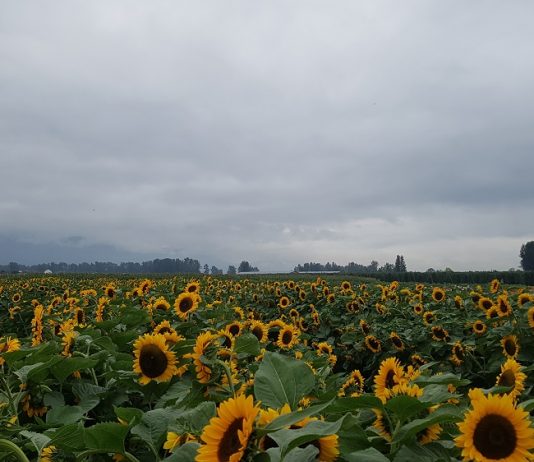 鮮やかな黄色の絨毯! チリワック・サンフラワー・フェスティバル チリワック・サンフラワー・フェスティバルのヒマワリPhoto by Keiko Nishikawa