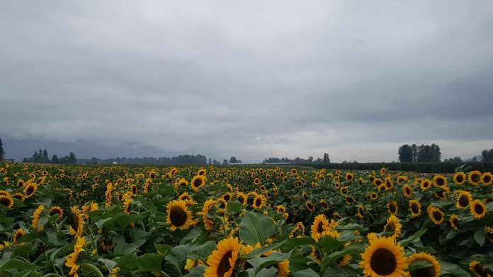 チリワック・サンフラワー・フェスティバルのヒマワリPhoto by Keiko Nishikawa