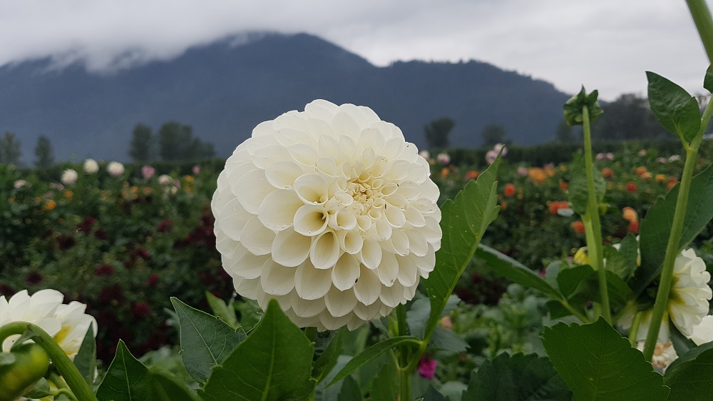 華やかなダリア。色で花言葉が違い、白いダリアは「感謝」「豊かな愛情」だとか。Photo by Keiko Nishikawa