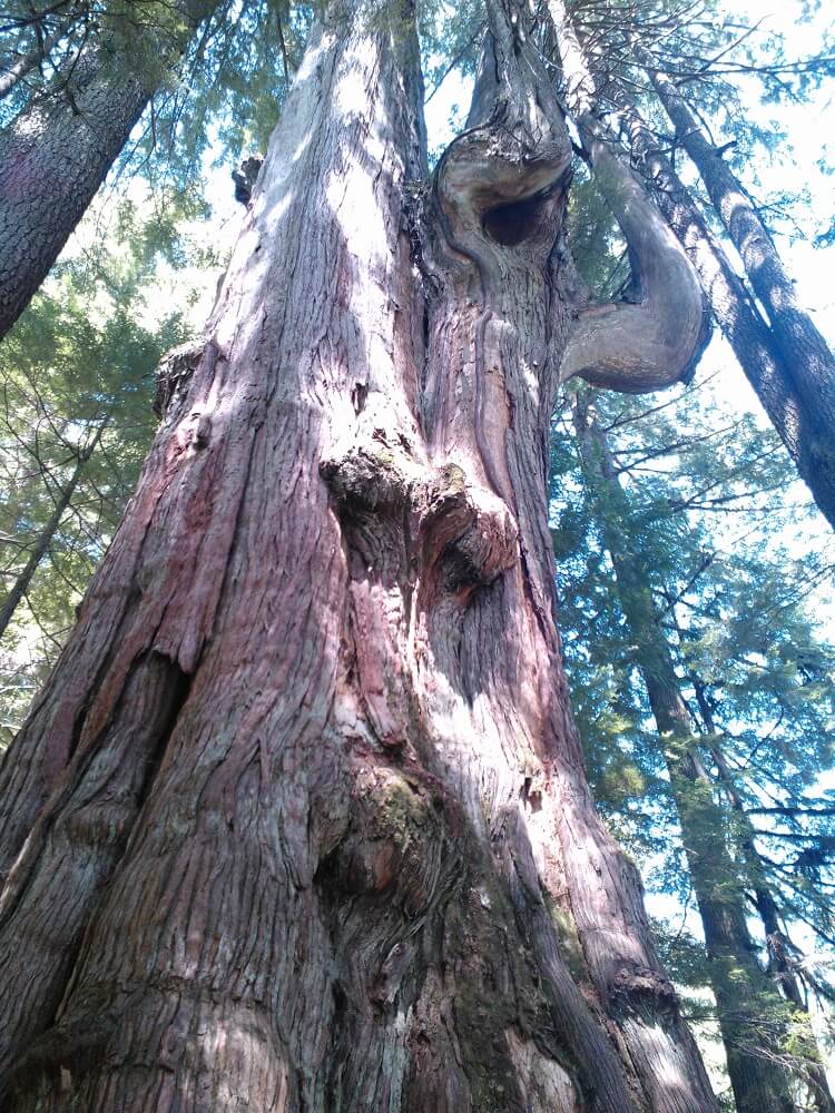 ノースバンクーバーの巨木 "Big Ceder" を見上げると、自然の大きさと人間のちっぽけさを感じる。 Photo by Keiko Nishikawa
