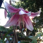 庄内藩とリアリズム~投稿千景~