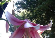 庄内藩とリアリズム~投稿千景~