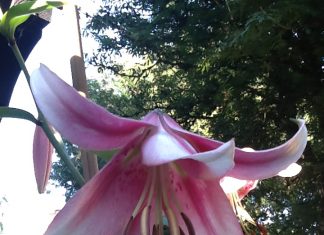 庄内藩とリアリズム~投稿千景~