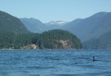 波が比較的穏やかなディープコーブでカヤックを楽しむ バンクーバーでウォータースポーツ。カヤックだと視線が水面に近くなるのが楽しい。Photo by Keiko Nishikawa