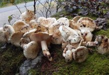 秋の味覚、マツタケを楽しむ カナダのマツタケ狩りで手に入れたマツタケ。Photo by Keiko Nishikawa