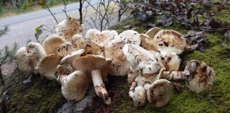 秋の味覚、マツタケを楽しむ カナダのマツタケ狩りで手に入れたマツタケ。Photo by Keiko Nishikawa