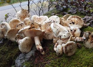 カナダで楽しむマツタケ 前編 カナダのマツタケ狩りで手に入れたマツタケ。Photo by Keiko Nishikawa