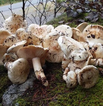 カナダで楽しむマツタケ 後編 カナダのマツタケ狩りで手に入れたマツタケ。Photo by Keiko Nishikawa