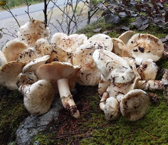 秋の味覚、マツタケを楽しむ カナダのマツタケ狩りで手に入れたマツタケ。Photo by Keiko Nishikawa