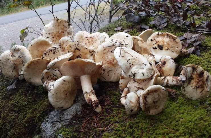 カナダで楽しむマツタケ 後編 カナダのマツタケ狩りで手に入れたマツタケ。Photo by Keiko Nishikawa