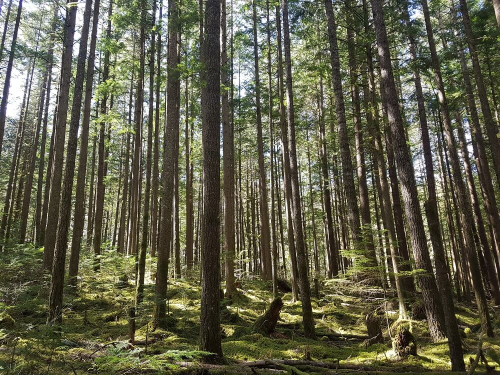 マツタケを探してカナダの森へ。Photo by Keiko Nishikawa
