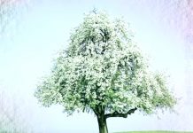 がん患者同士の交流会、サロン樹