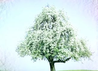 がん患者同士の交流会、サロン樹