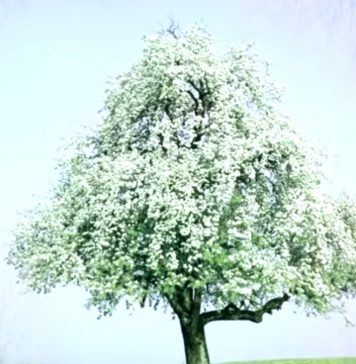 がん患者同士の交流会、サロン樹