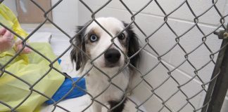 BC SPCA、プリンストンで多数の動物を保護 BC SPCAが保護した一匹 Courtesy BC SPCA