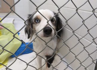 BC SPCA、プリンストンで多数の動物を保護 BC SPCAが保護した一匹 Courtesy BC SPCA