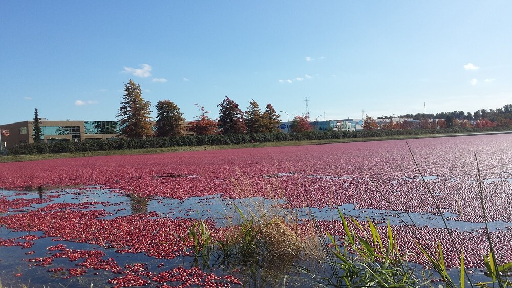 収穫中のリッチモンドのクランベリーファーム。Photo by Keiko Nishikawa