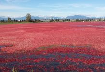 鮮やかな赤がまるで真紅の絨毯! クランベリー収穫シーズン到来! 水面に真紅の絨毯が敷かれたような鮮やかな赤色が印象的。Photo by Keiko Nishikawa