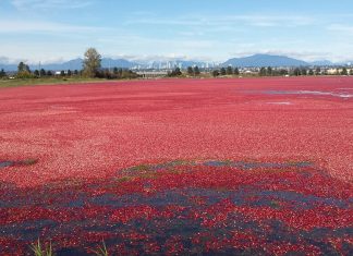 鮮やかな赤がまるで真紅の絨毯! クランベリー収穫シーズン到来! 水面に真紅の絨毯が敷かれたような鮮やかな赤色が印象的。Photo by Keiko Nishikawa