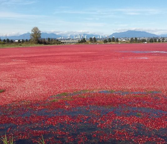 鮮やかな赤がまるで真紅の絨毯! クランベリー収穫シーズン到来! 水面に真紅の絨毯が敷かれたような鮮やかな赤色が印象的。Photo by Keiko Nishikawa