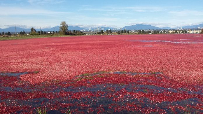 水面に真紅の絨毯が敷かれたような鮮やかな赤色が印象的。Photo by Keiko Nishikawa