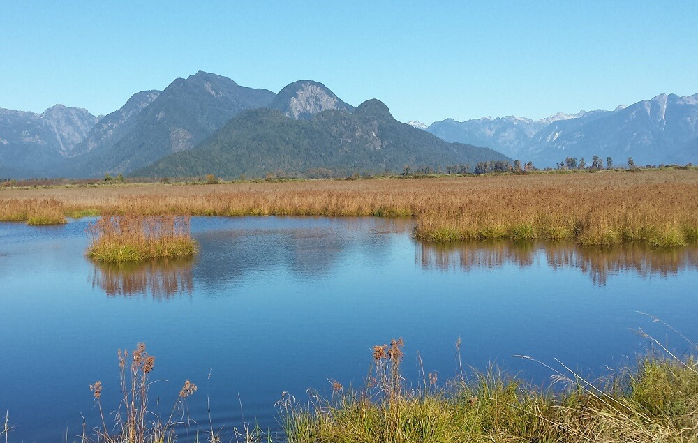 ピットメドウズまで足を延ばすなら、Pitt Polder Ecological Reserveに寄ることも勧めたい。平坦なので気軽に散策できるPhoto © the Vancouver Shinpo