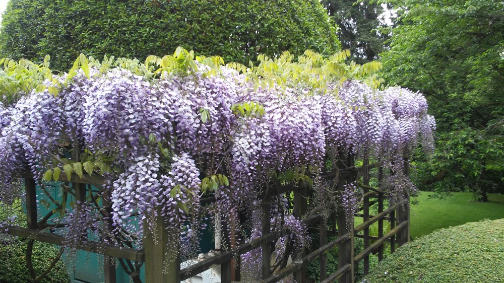 春のフジも美しい、総領事公邸の庭園　Photo courtesy of Consulate-General of Japan in Vancouver