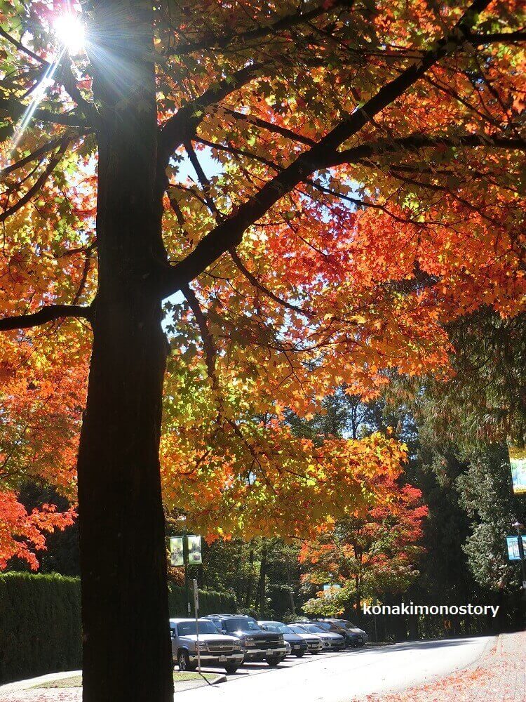 バーナビーの公園にて＊紅葉　Photo © コナともこさん