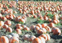 感染対策の下で楽しむハロウィン パンプキンパッチでは畑を歩くので、雨の後は長靴着 Photo by Keiko Nishikawa用を勧める