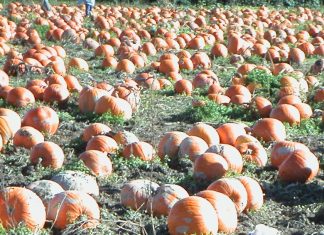 感染対策の下で楽しむハロウィン パンプキンパッチでは畑を歩くので、雨の後は長靴着 Photo by Keiko Nishikawa用を勧める