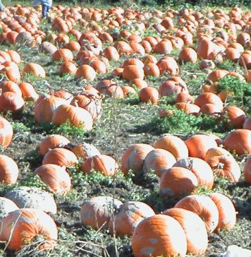 感染対策の下で楽しむハロウィン パンプキンパッチでは畑を歩くので、雨の後は長靴着 Photo by Keiko Nishikawa用を勧める