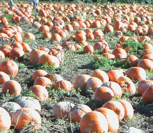 感染対策の下で楽しむハロウィン パンプキンパッチでは畑を歩くので、雨の後は長靴着 Photo by Keiko Nishikawa用を勧める