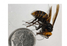メトロバンクーバーでオオスズメバチに注意 Asian Hornet photo by BC Ministry of Agriculture