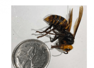 メトロバンクーバーでオオスズメバチに注意 Asian Hornet photo by BC Ministry of Agriculture