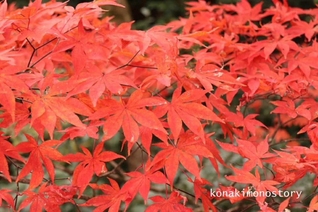 紅楓 Photo © コナともこ