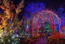フェスティバル・オブ・ライトほかクリスマスイベントが中止に FESTIVAL OF LIGHTS Photo © VanDusen Botanical Garden