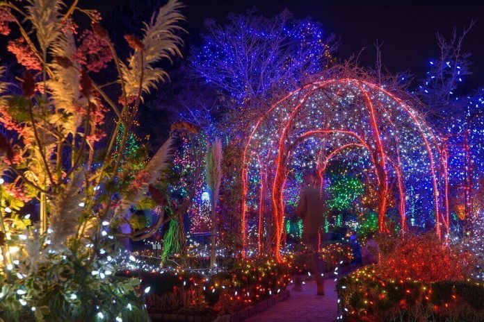 FESTIVAL OF LIGHTS　Photo ©　VanDusen Botanical Garden