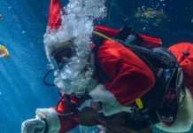 今年もスキューバクロースに会える! バンクーバー水族館のスキューバクロース © Ocean Wise